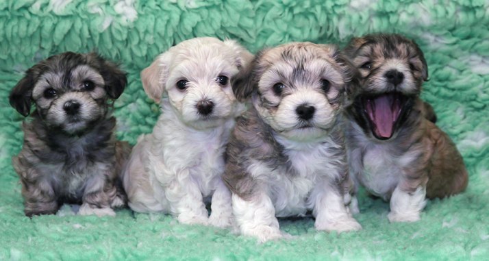 Bichon Havanais valpar fem och en halv vecka på Tatankas Kennel