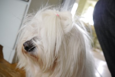 En bild på en rufsig Happy