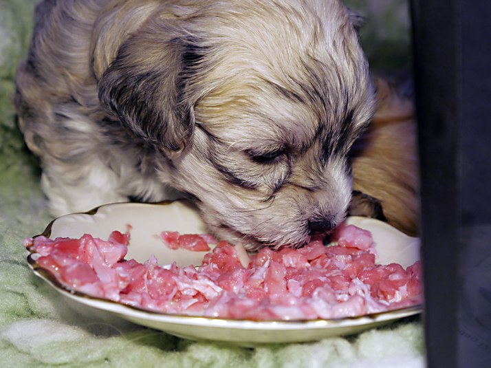 BARF biologiskt anpassad rå föda