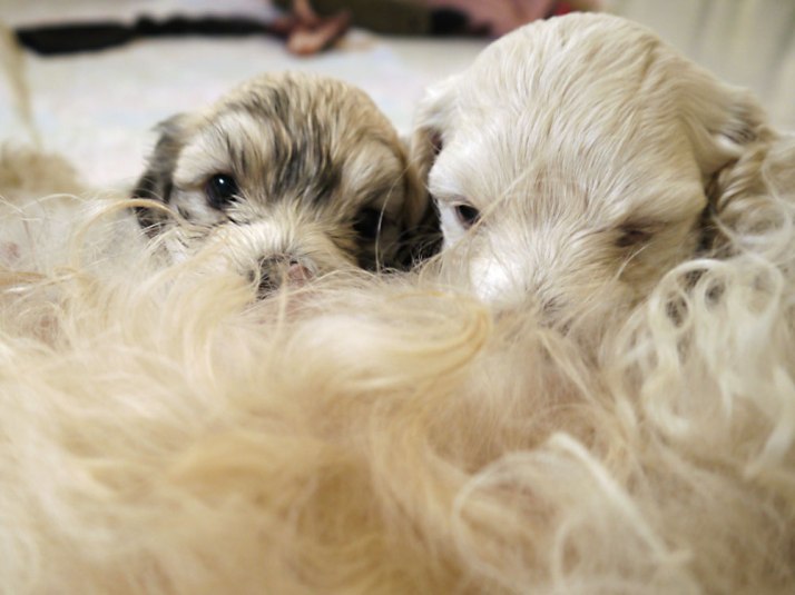 Bichon Havanais puppies feeding