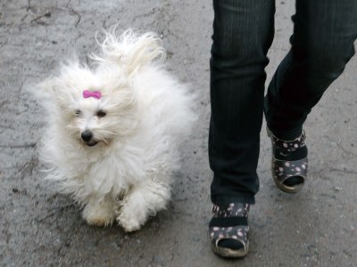 Scilla springer bredvid utan koppel