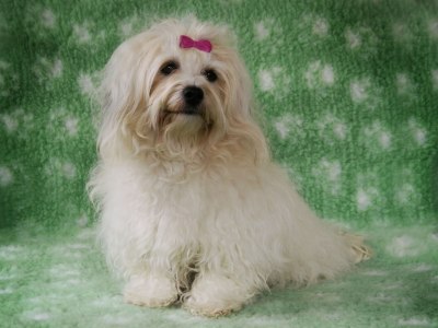 Scilla - vår Bichon Havanais sitter fint