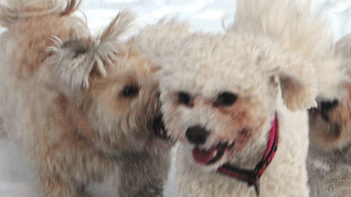 Bichon Havanais and Bichon Frisé playing catch.