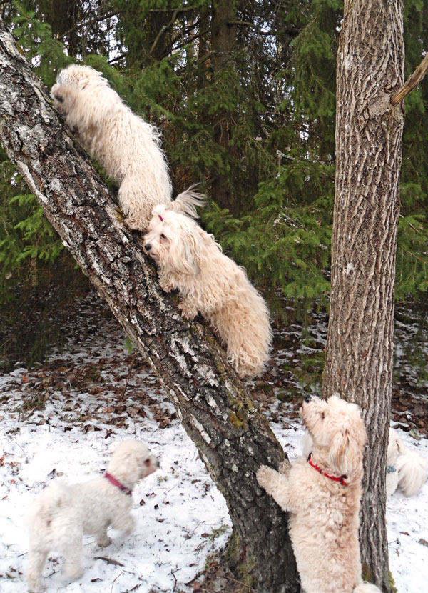 Bichon havanais climbing tree