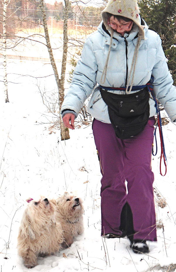 Bichon Havanais gå fint