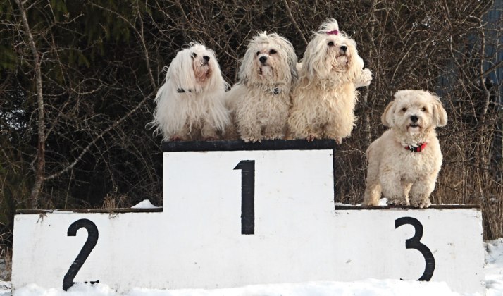 Bichon Frisé and Bichon Havanais prize winners