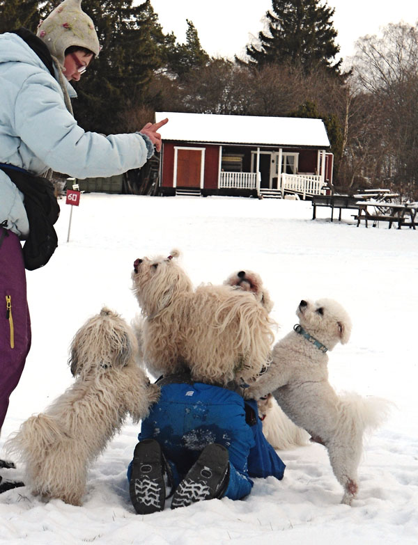 Bichon Frise and Bichon Havanais