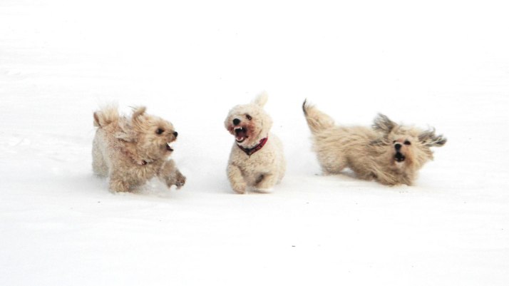 Bichon Frisé running in snow