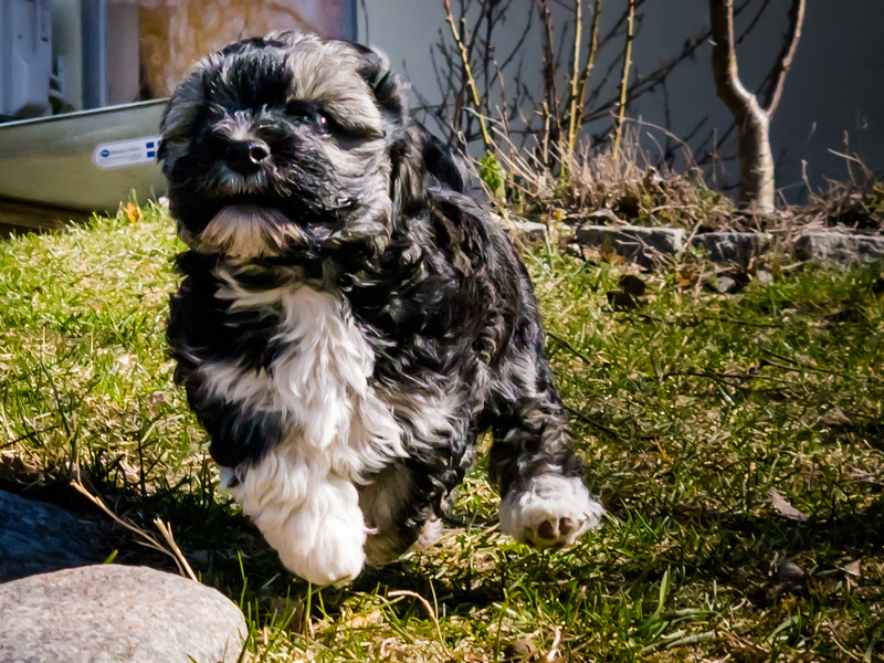 Bichon Havanais Krasse