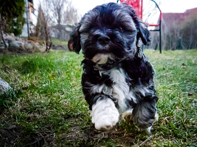 Bichon Havanais Krasse