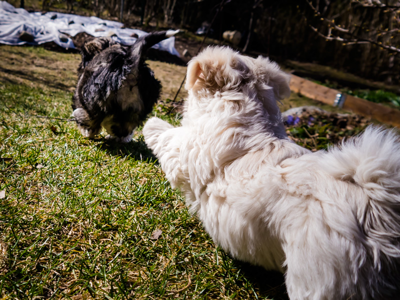 Bichon Havanais puppies from tatankas.se