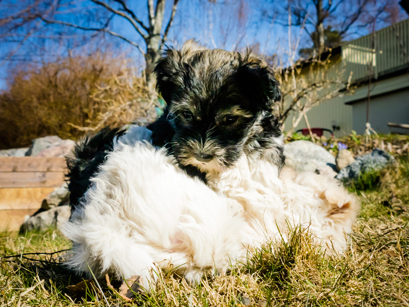 Socker och Malva busar