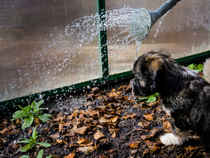 Malva upptäcker vatten