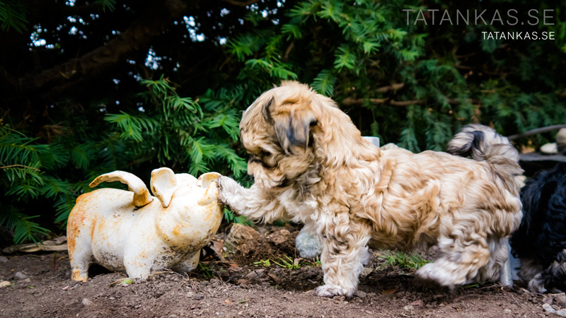 Timjan och trädgårdsgrisen