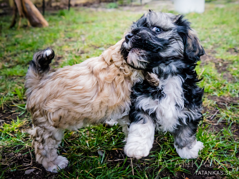 Krasse ser förnärmad ut
