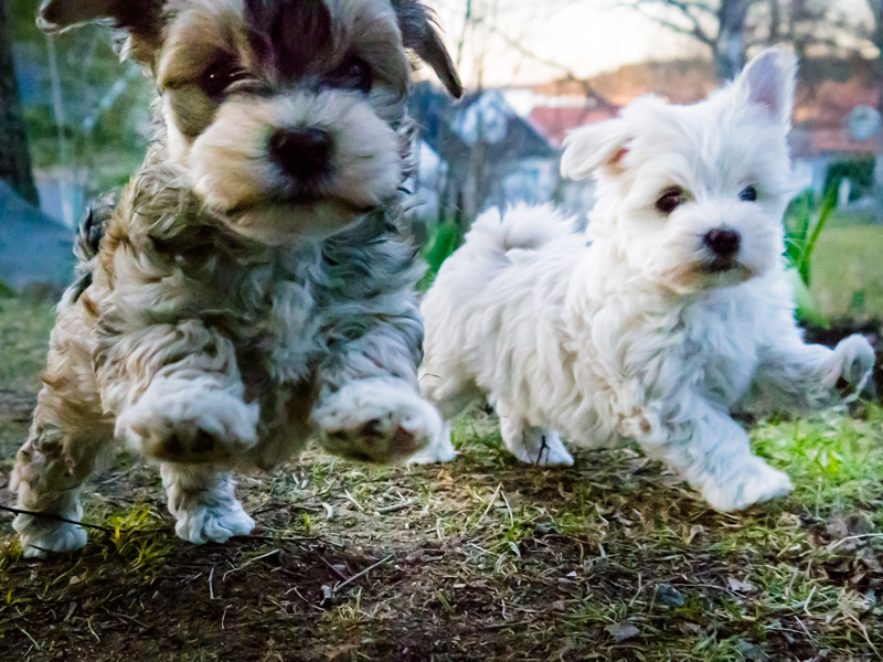 Hoppla med Timjan och Socker