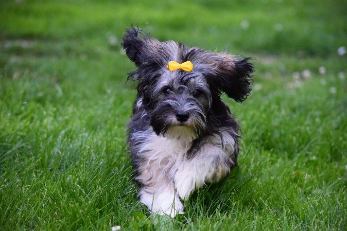Malva - Bichon Havanais puppy 6 months old