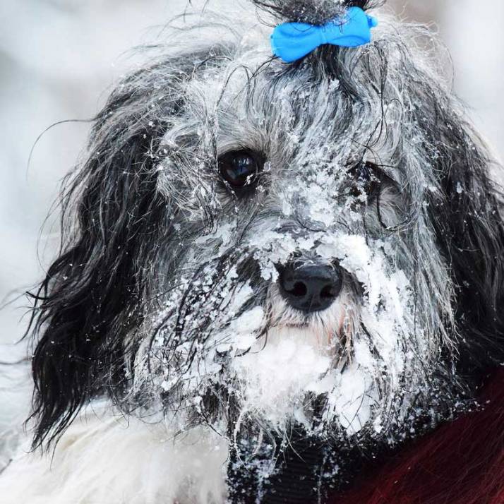 Malva b-kullen ett år leker i snön