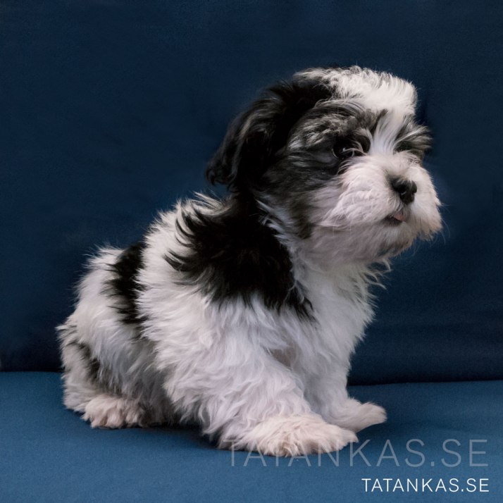 Ten weeks old Bichon Havanais puppy