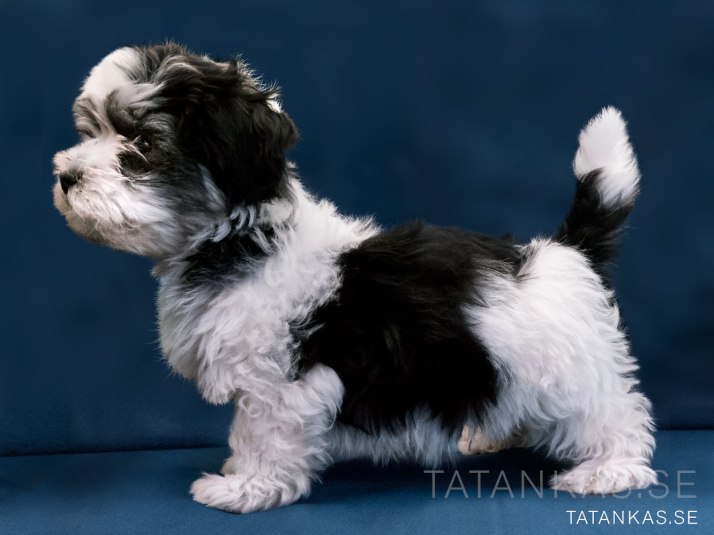 Bichon Havanais puppy 10 weeks