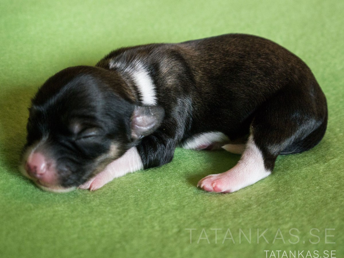 Bichon Havanais tik, halv krage