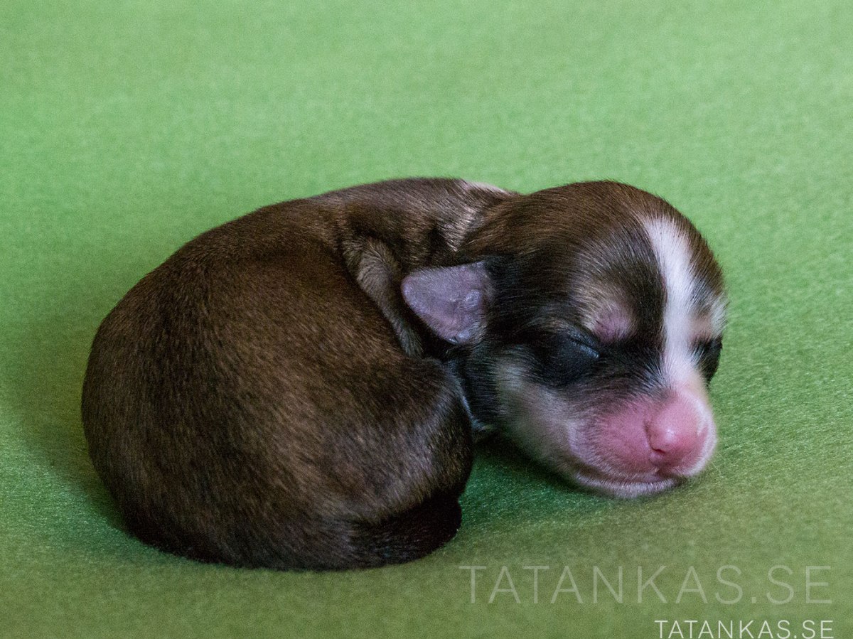 Bichon Havanais tik, Fawn, vit bläs