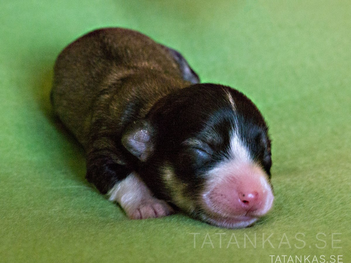 Bichon Havanais hane, Fawn, liten bläs