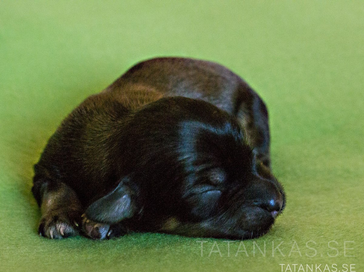 Bichon Havanais valp, hane, inga tecken, mörk, delvis svart nos