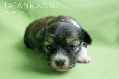 Bichon Havanais tik 3 veckor