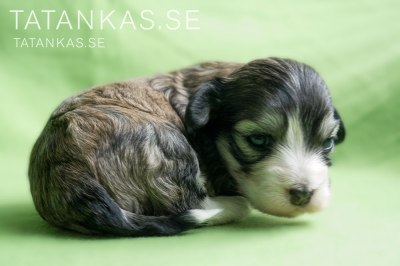 Bichon Havanais hane 3 veckor