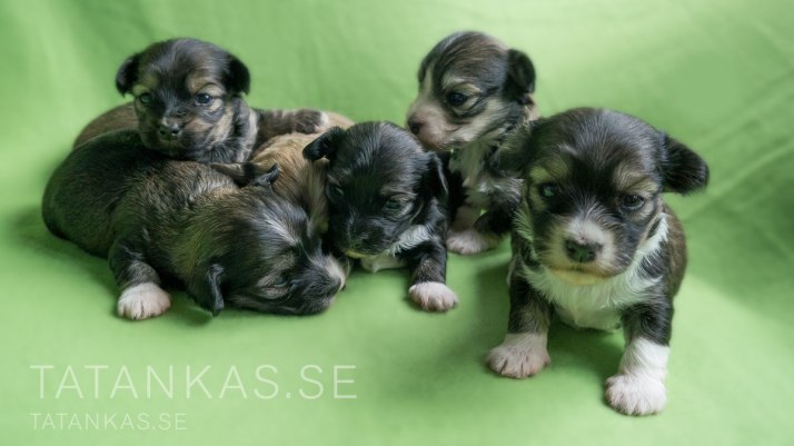 Bichon Havanais c-kullen 3 veckor