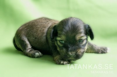 Bichon Havanais hane 3 veckor