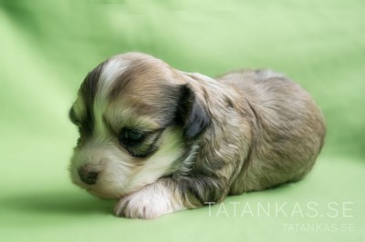 Bichon Havanais hane 3 veckor