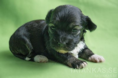 Bichon Havanais hane 3 veckor