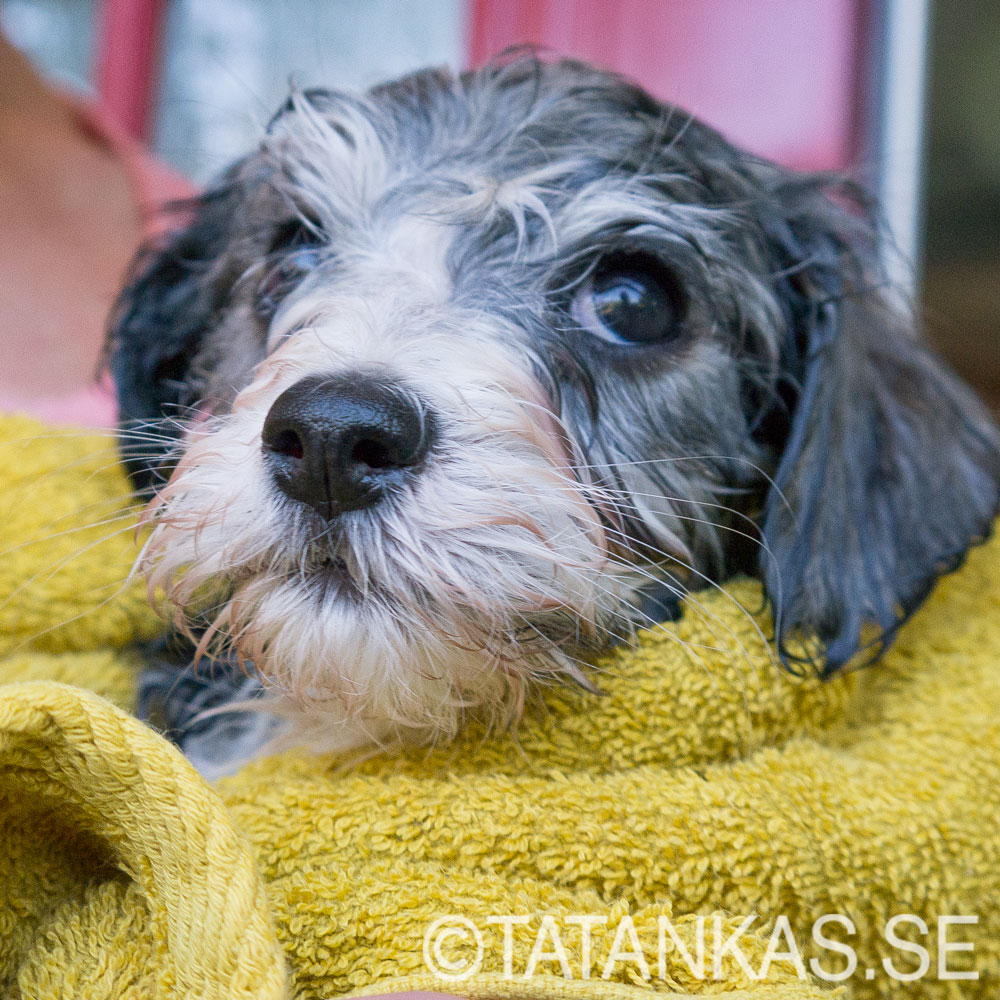 En nybadad Bichon Havanais valp