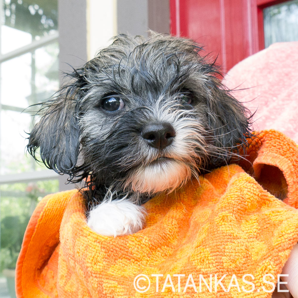 En nybadad Bichon Havanais valp