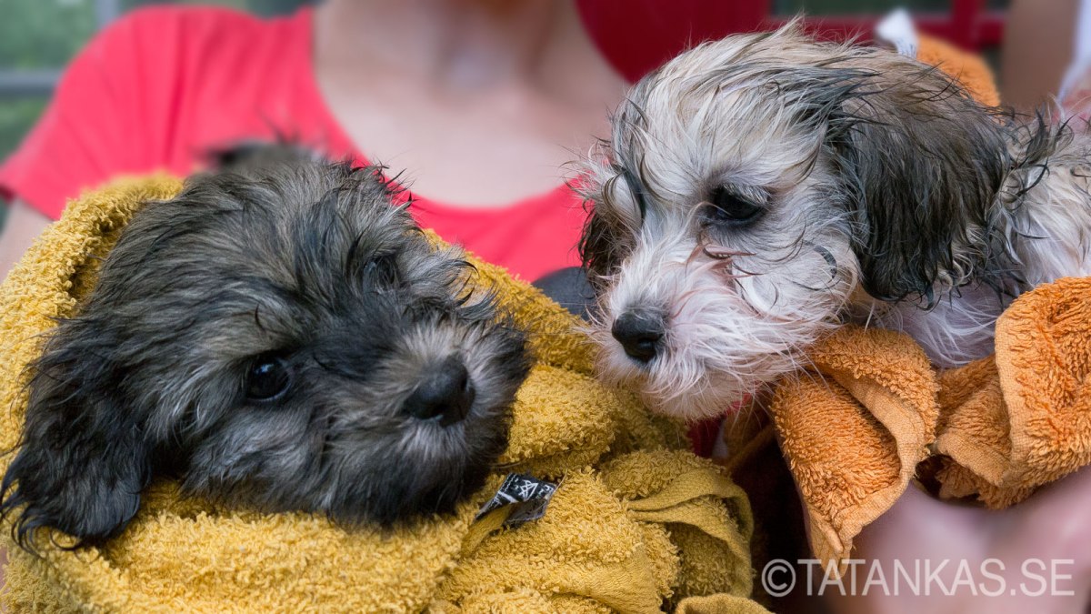 Två nybadade Bichon Havanais valpar