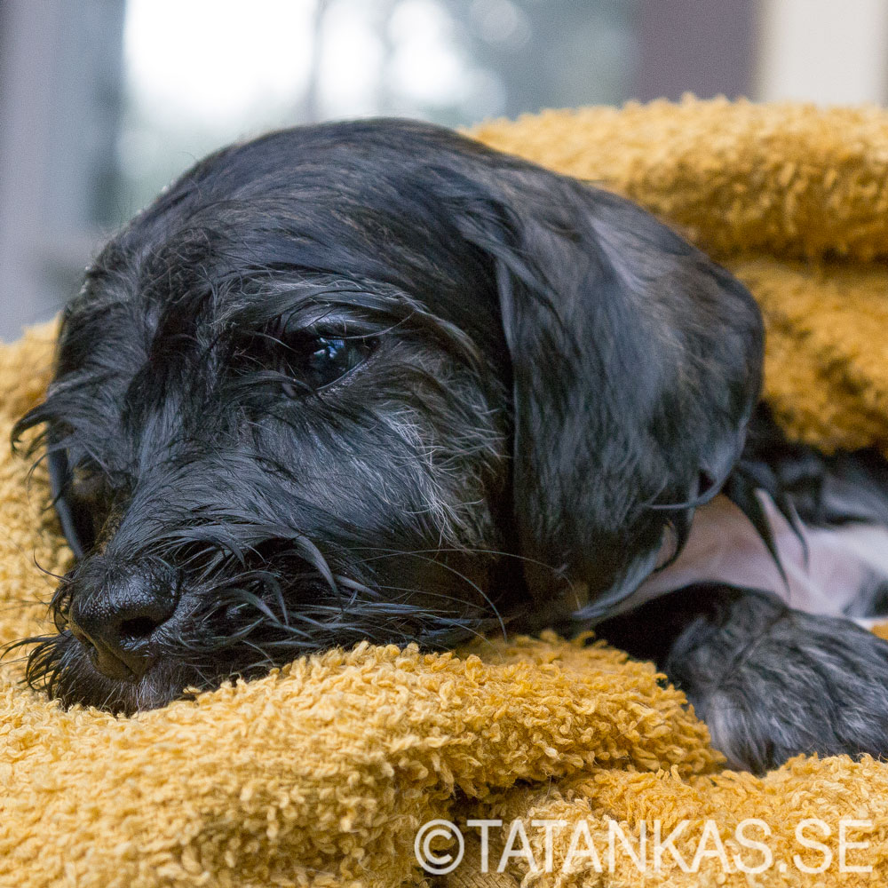 En nybadad Bichon Havanais valp