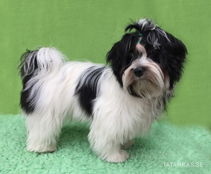 Näva Bichon Havanais 6 månader