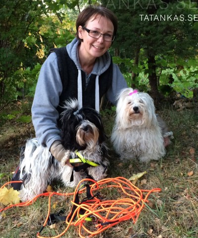 Bichon spårning dog tracking