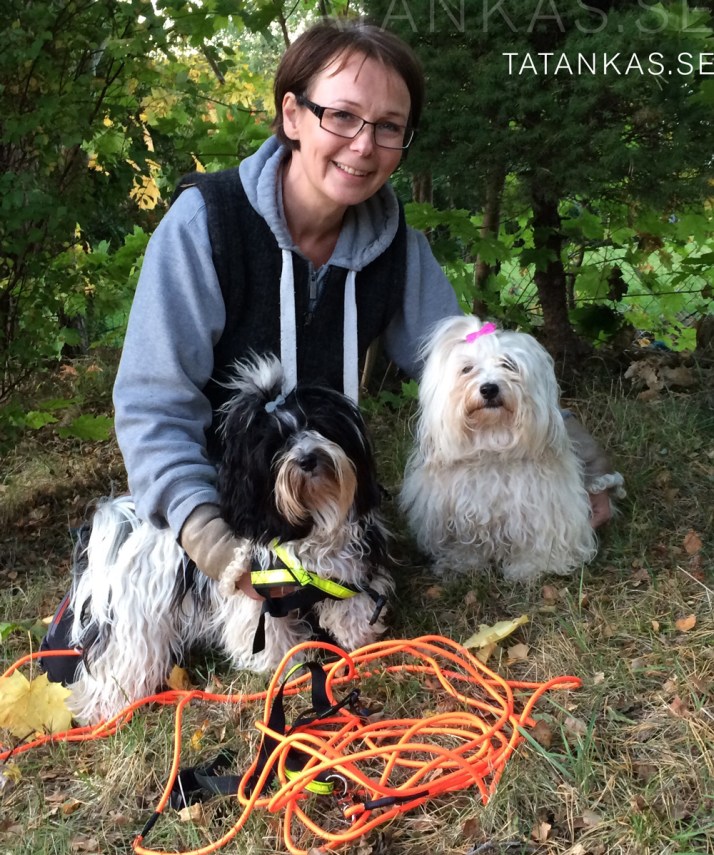 Bichon spårning dog tracking