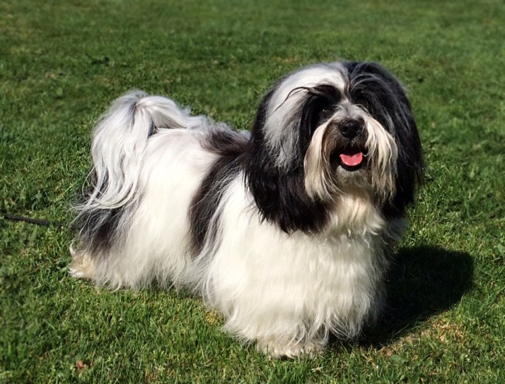 Näva Bichon Havanais 21 månader