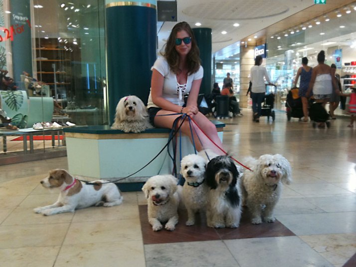 Bichon Havanais och Frisé