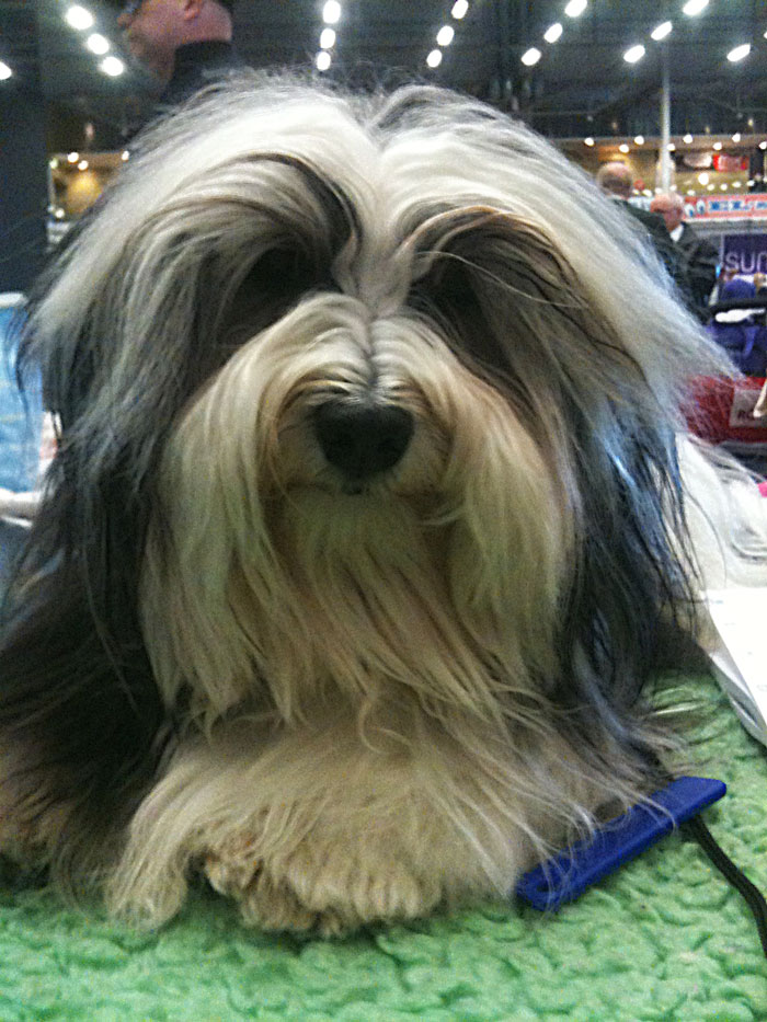 Mail Bichon Havanais