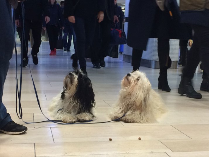 Miljöträning på centralstationen