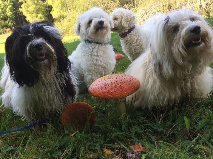 Hundar i svampskogen