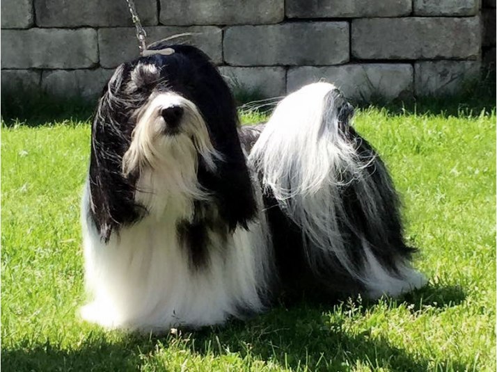 Bichon Havanis male dog