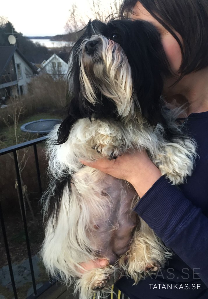 Näva ska få valpar