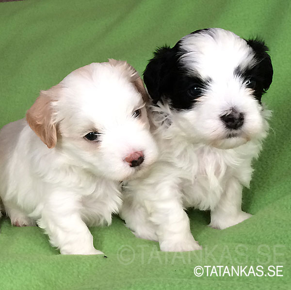 Tatankas Bichon Havanais D-kullen