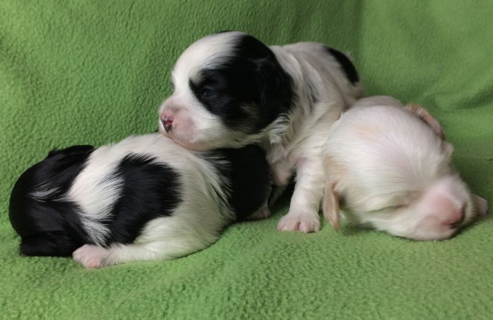 Bichon Havanais puppies